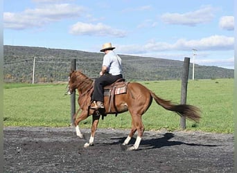 American Quarter Horse, Wallach, 7 Jahre, 152 cm, Rotfuchs