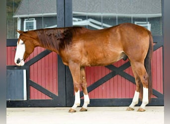 American Quarter Horse, Wallach, 7 Jahre, 152 cm, Rotfuchs