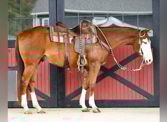 American Quarter Horse, Wallach, 7 Jahre, 152 cm, Rotfuchs