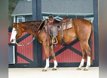 American Quarter Horse, Wallach, 7 Jahre, 152 cm, Rotfuchs
