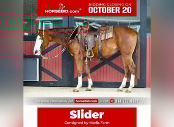 American Quarter Horse, Wallach, 7 Jahre, 152 cm, Rotfuchs