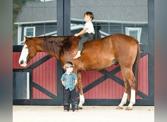 American Quarter Horse, Wallach, 7 Jahre, 152 cm, Rotfuchs