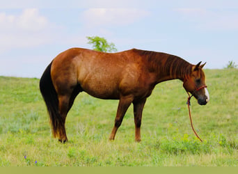 American Quarter Horse, Wallach, 7 Jahre, 152 cm, Rotfuchs