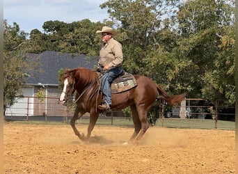American Quarter Horse, Wallach, 7 Jahre, 152 cm, Rotfuchs