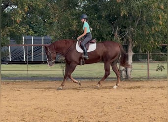 American Quarter Horse, Wallach, 7 Jahre, 152 cm, Rotfuchs