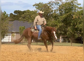 American Quarter Horse, Wallach, 7 Jahre, 152 cm, Rotfuchs