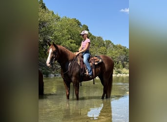 American Quarter Horse, Wallach, 7 Jahre, 152 cm, Rotfuchs