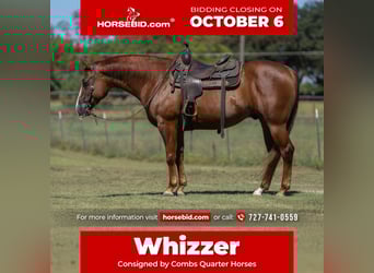 American Quarter Horse, Wallach, 7 Jahre, 152 cm, Rotfuchs