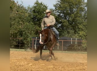 American Quarter Horse, Wallach, 7 Jahre, 152 cm, Rotfuchs