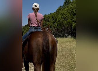 American Quarter Horse, Wallach, 7 Jahre, 152 cm, Rotfuchs
