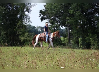American Quarter Horse, Wallach, 7 Jahre, 152 cm, Rotfuchs