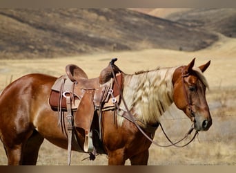American Quarter Horse, Wallach, 7 Jahre, 152 cm, Rotfuchs