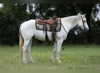 American Quarter Horse, Wallach, 7 Jahre, 152 cm, Schimmel