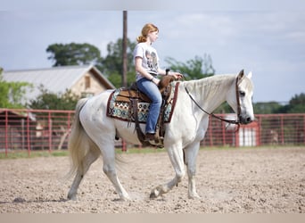 American Quarter Horse, Wallach, 7 Jahre, 152 cm, Schimmel