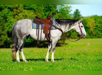 American Quarter Horse, Wallach, 7 Jahre, 152 cm, Schimmel