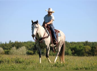 American Quarter Horse, Wallach, 7 Jahre, 152 cm, Schimmel