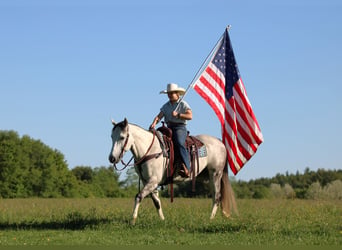 American Quarter Horse, Wallach, 7 Jahre, 152 cm, Schimmel