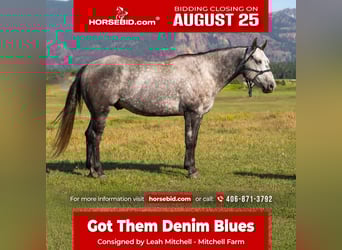 American Quarter Horse, Wallach, 7 Jahre, 152 cm, Schimmel