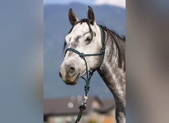 American Quarter Horse, Wallach, 7 Jahre, 152 cm, Schimmel