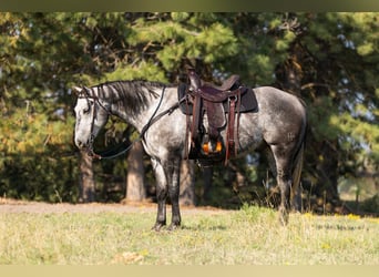 American Quarter Horse, Wallach, 7 Jahre, 152 cm, Schimmel