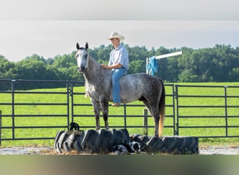 American Quarter Horse, Wallach, 7 Jahre, 152 cm, Schimmel