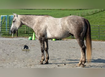 American Quarter Horse, Wallach, 7 Jahre, 152 cm, Schimmel