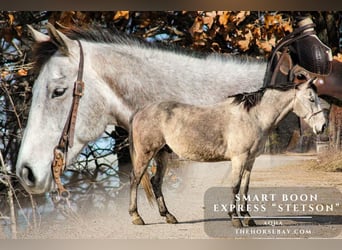 American Quarter Horse, Wallach, 7 Jahre, 152 cm, Schimmel