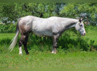 American Quarter Horse, Wallach, 7 Jahre, 152 cm, Schimmel