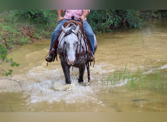 American Quarter Horse, Wallach, 7 Jahre, 152 cm, Schimmel