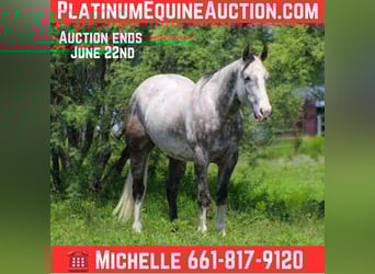 American Quarter Horse, Wallach, 7 Jahre, 152 cm, Schimmel