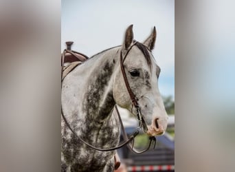 American Quarter Horse, Wallach, 7 Jahre, 152 cm, Schimmel