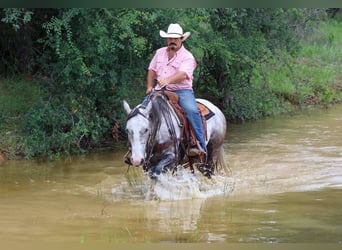 American Quarter Horse, Wallach, 7 Jahre, 152 cm, Schimmel