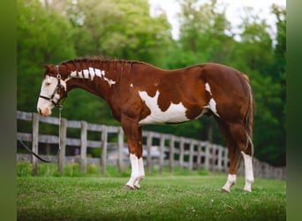 American Quarter Horse, Wallach, 7 Jahre, 152 cm, Tobiano-alle-Farben