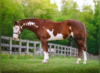 American Quarter Horse, Wallach, 7 Jahre, 152 cm, Tobiano-alle-Farben