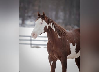 American Quarter Horse, Wallach, 7 Jahre, 152 cm, Tobiano-alle-Farben