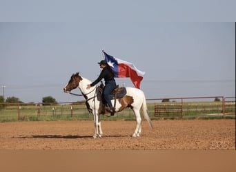 American Quarter Horse, Wallach, 7 Jahre, 152 cm, Tobiano-alle-Farben