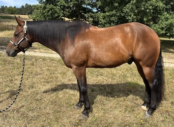 American Quarter Horse, Wallach, 7 Jahre, 153 cm, Brauner