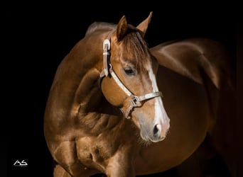 American Quarter Horse, Wallach, 7 Jahre, 153 cm, Dunkelfuchs