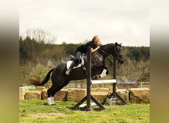 American Quarter Horse, Wallach, 7 Jahre, 153 cm, Roan-Blue