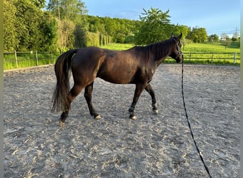 American Quarter Horse, Wallach, 7 Jahre, 153 cm