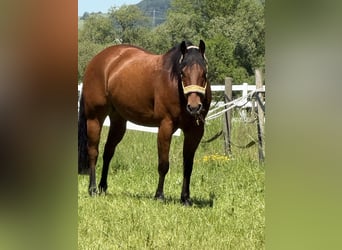 American Quarter Horse, Wallach, 7 Jahre, 154 cm, Brauner