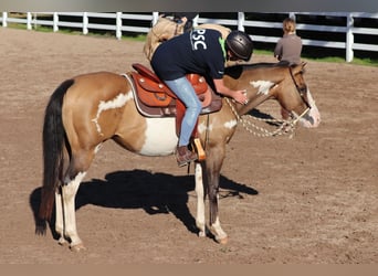 American Quarter Horse Mix, Wallach, 7 Jahre, 154 cm
