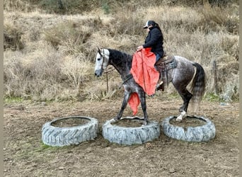 American Quarter Horse, Wallach, 7 Jahre, 155 cm, Apfelschimmel