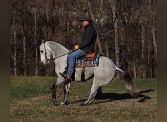 American Quarter Horse, Wallach, 7 Jahre, 155 cm, Apfelschimmel