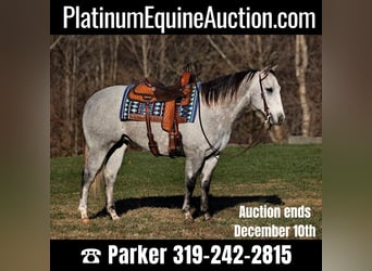 American Quarter Horse, Wallach, 7 Jahre, 155 cm, Apfelschimmel