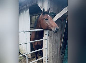 American Quarter Horse, Wallach, 7 Jahre, 155 cm, Brauner