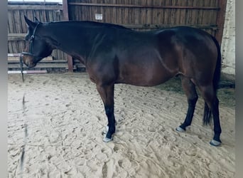 American Quarter Horse, Wallach, 7 Jahre, 155 cm, Brauner