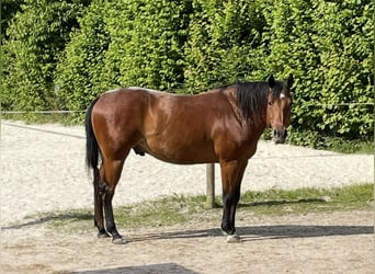 American Quarter Horse, Wallach, 7 Jahre, 155 cm, Brauner