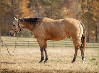 American Quarter Horse, Wallach, 7 Jahre, 155 cm, Buckskin
