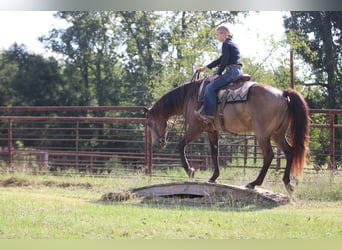 American Quarter Horse, Wallach, 7 Jahre, 155 cm, Buckskin